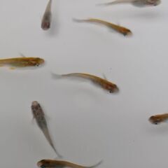 メダカ　　掛け合わせ　　８匹の画像
