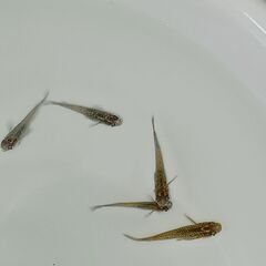 メダカ　　掛け合わせ　　８匹の画像