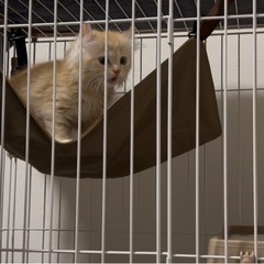猫ちゃんケージ　ほぼ新品の画像