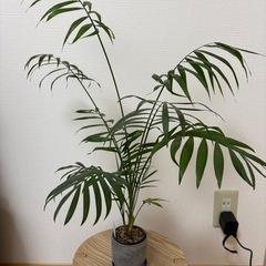 観葉植物　テーブルヤシの画像