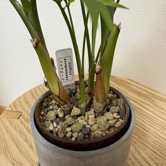 観葉植物　テーブルヤシの画像