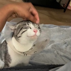 猫ちゃん　あげる - 里親募集