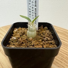 塊根植物　パキポディウムの画像