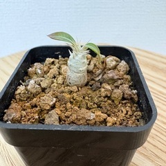 塊根植物　パキポディウムの画像