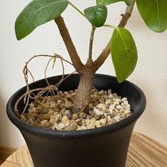 観葉植物　フィカスの画像