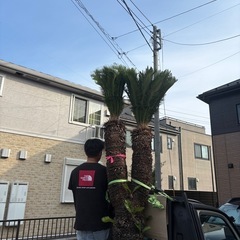 ソテツ　ダブルヘッド インパクト抜群‼️特大ダブルヘッドソテツ7月27日まで！