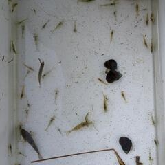 川魚セットの画像