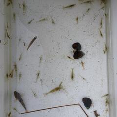 川魚セットの画像