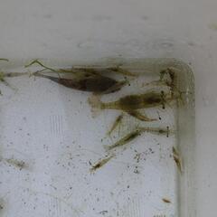 川魚セットの画像