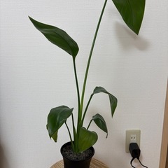 観葉植物　ストレリチアの画像