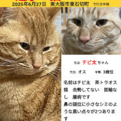 迷子猫茶トラ捜しています