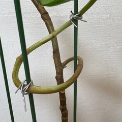 観葉植物　フィカスの画像