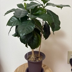 観葉植物　コーヒーの木の画像