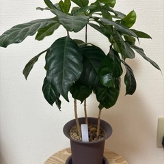 観葉植物　コーヒーの木の画像