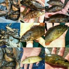 5️⃣ 日淡・ガサガサ採集、フィッシングメンバー募集のお知らせ　(^^)✨　　ライングルチャTEAMGASA − 熊本県