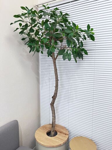 約1.9m ガジュマル 木 インテリアグリーン 観葉植物