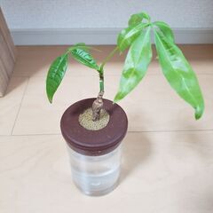 観葉植物2種1300円　安くお譲り致しますの画像