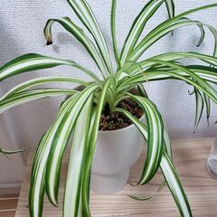 観葉植物2種1300円　安くお譲り致しますの画像