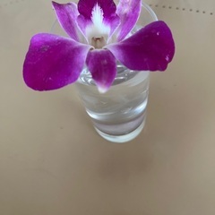 ちょい飲みグラスの画像