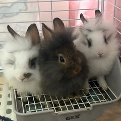 うさぎ 里親