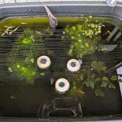 ①ラメめだか色々稚魚お楽しみ10匹+αセットの画像