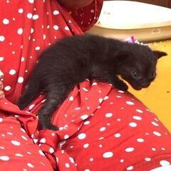 シロクロくん２才と子猫ちゃん - 里親募集