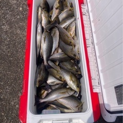 初心者歓迎です。船釣りしませんか？