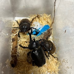 国産カブト虫♂1♀2の画像