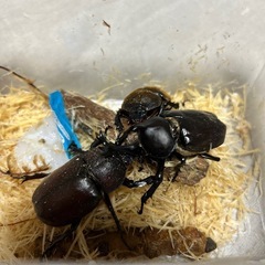 国産カブト虫♂1♀2の画像