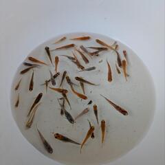 ④ラメめだか色々稚魚お楽しみ10匹+αセットの画像
