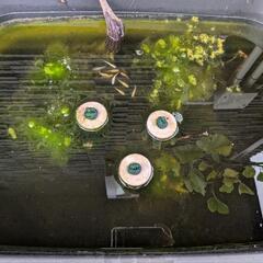 ④ラメめだか色々稚魚お楽しみ10匹+αセットの画像
