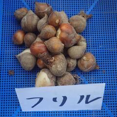 決まりました チューリップ球根の画像