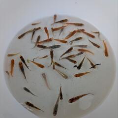 ⑥ラメめだか色々稚魚お楽しみ10匹+αセットの画像