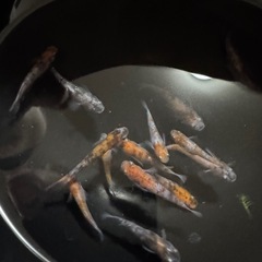 ミックスメダカの画像