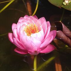 メダカ　スイレン　ビオトープの画像