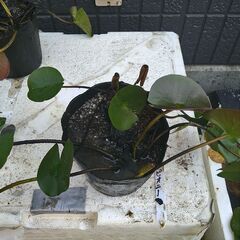 メダカ　スイレン　ビオトープの画像