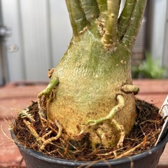 【受け渡し予定】【ビックサイズ】アデニウム　オベスム　砂漠のバラ　まんまる　観葉植物　塊根植物　多肉植物　ビザールプランツ　レアプランツ　ガーデニング　植物　グリーン　趣味　盆栽　葉　花　庭　草　インテリア　おしゃれ　飾り　園芸　の画像