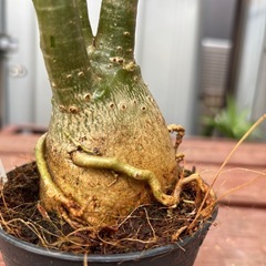 【受け渡し予定】【ビックサイズ】アデニウム　オベスム　砂漠のバラ　まんまる　観葉植物　塊根植物　多肉植物　ビザールプランツ　レアプランツ　ガーデニング　植物　グリーン　趣味　盆栽　葉　花　庭　草　インテリア　おしゃれ　飾り　園芸　の画像