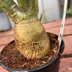 【受付終了】アデニウム　オベスム　観葉植物　塊根植物　多肉植物　ビザールプランツ　レアプランツ　ガーデニング　植物　グリーン　趣味　盆栽　葉　花　庭　草　インテリア　おしゃれ　飾り　園芸　の画像
