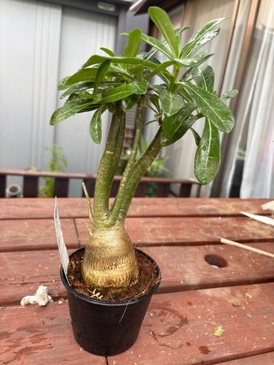 写真更新】フィルミアナコロラータ 観葉植物 塊根植物 多肉植物