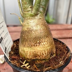 【受付終了】アデニウム　オベスム　観葉植物　塊根植物　多肉植物　ビザールプランツ　レアプランツ　ガーデニング　植物　グリーン　趣味　盆栽　葉　花　庭　草　インテリア　おしゃれ　飾り　園芸　の画像