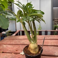 【受付終了】アデニウム　オベスム　観葉植物　塊根植物　多肉植物　ビザールプランツ　レアプランツ　ガーデニング　植物　グリーン　趣味　盆栽　葉　花　庭　草　インテリア　おしゃれ　飾り　園芸　の画像
