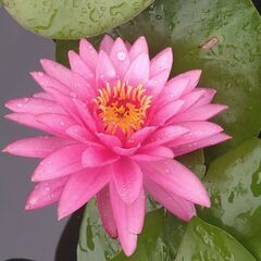 メダカ　スイレン　ビオトープの画像