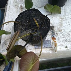 メダカ　スイレン　ビオトープの画像