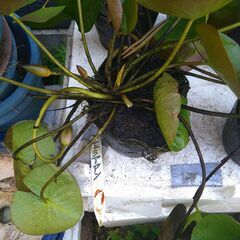 メダカ　スイレン　ビオトープの画像