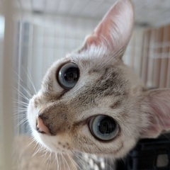 犬小屋に16頭の親子猫