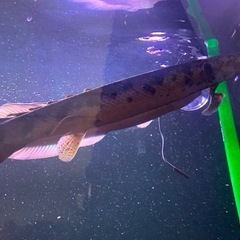 エンドリーケリーの画像