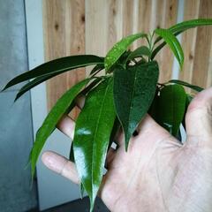 フィカス　アムステルダムキング　の画像