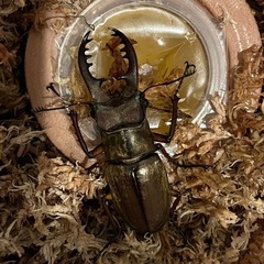 決定致しました！　ミヤマクワガタ　オス　1匹　　　の画像