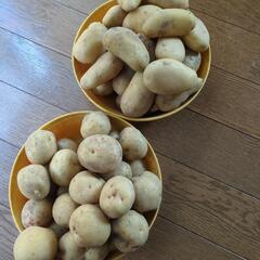 男爵、メークイン新じゃがいも　計２キロ